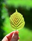 pixabaycongerdesignleaf805656_12801.jpg